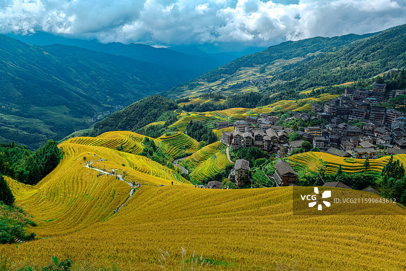 广西桂林龙脊梯田秋天的稻田和村庄图片素材