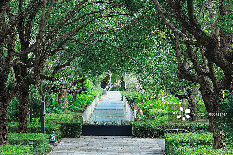 深圳燕晗山公园两边的绿化带树木，榕树，桥，生命力，公园，绿荫图片素材