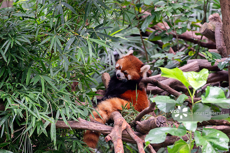 午后悠闲的小熊猫图片素材