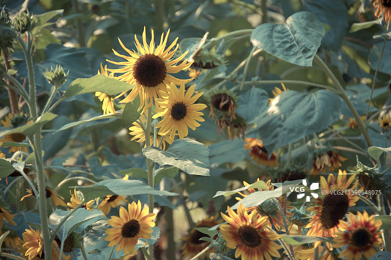 阳光下的向日葵图片素材