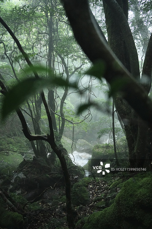 日本鹿儿岛县世界自然遗产屋久岛原石森林图片素材