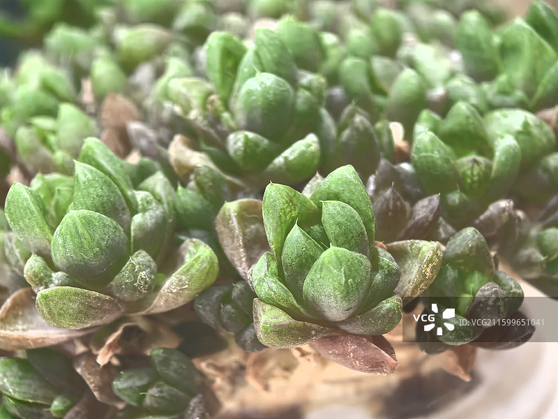 田园秋色随拍图片素材