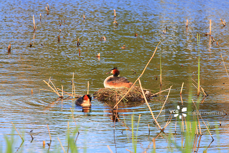 凤头鸊鷉，幼鸟，抱窝，南溪湿地公园，长春，春天图片素材