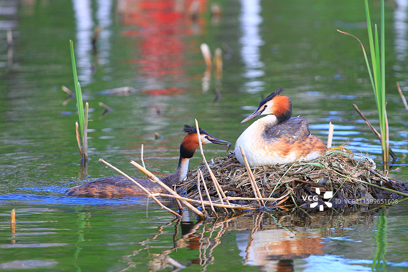 凤头鸊鷉，幼鸟，抱窝，南溪湿地公园，长春，春天图片素材