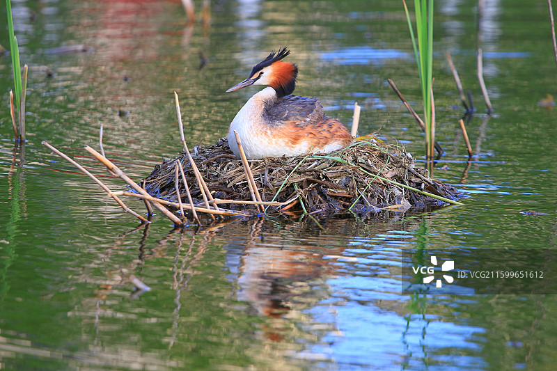 凤头鸊鷉，幼鸟，抱窝，南溪湿地公园，长春，春天图片素材