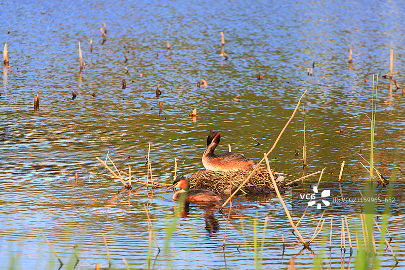凤头鸊鷉，幼鸟，抱窝，南溪湿地公园，长春，春天图片素材
