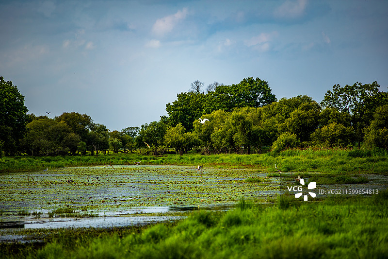虎林乌苏里江畔湿地的野生鸟类图片素材