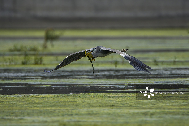 淇河湿地的苍鹭白鹿自由自在，群鸟栖息尽显生态生机活力。图片素材