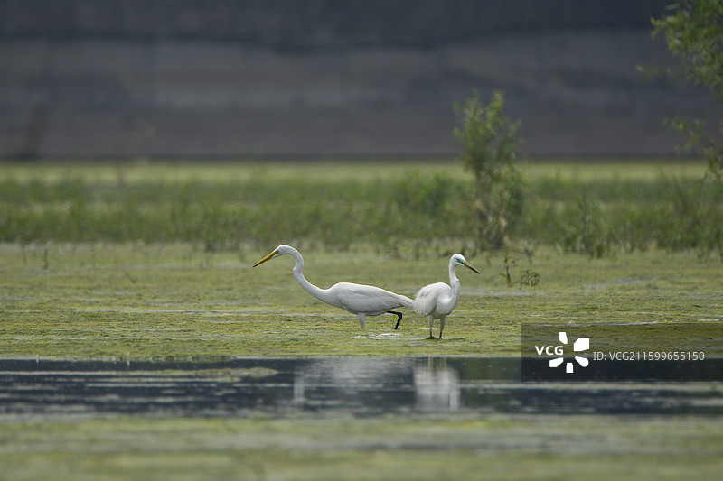淇河湿地的苍鹭白鹿自由自在，群鸟栖息尽显生态生机活力。图片素材