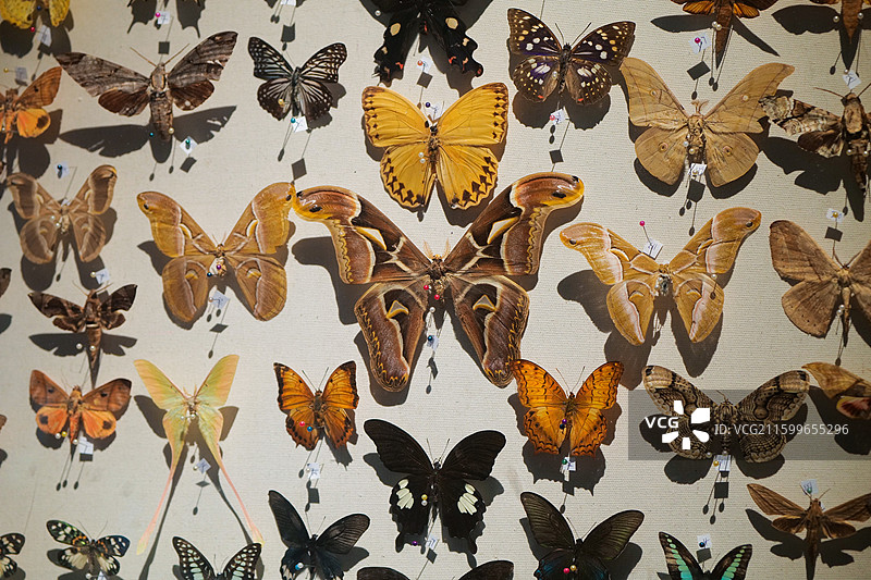 陕西博物馆蝴蝶标本昆虫图片素材