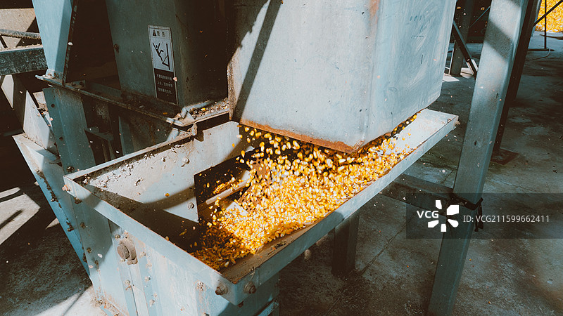 烘干机中玉米的特写镜头图片素材
