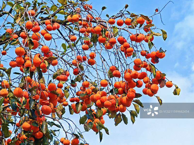 颖上尤家花园柿子树图片素材
