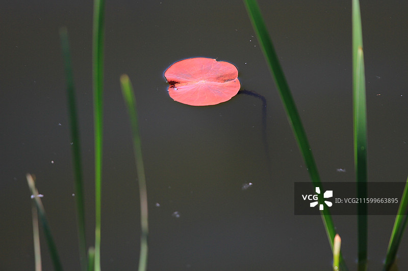 红荷叶，芦苇，长春，南溪湿地公园，春季，图片素材