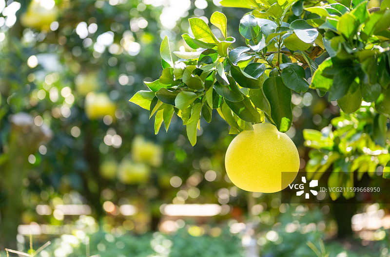 中国国家地理标志产品：浙江玉环特产文旦柚图片素材