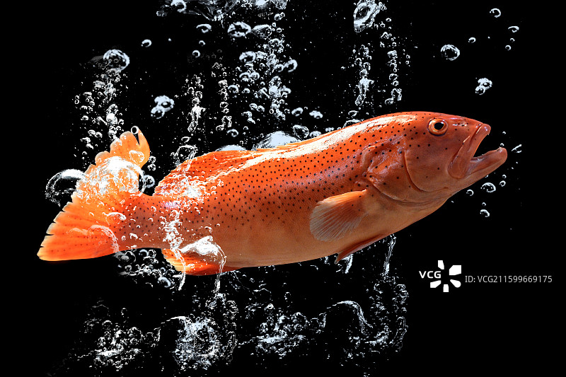 东星斑图片素材