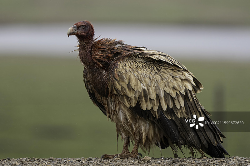 一只刚进食完的高山兀鹫图片素材