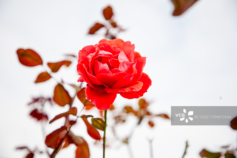 凤凰台 深秋 月季 特写图片素材