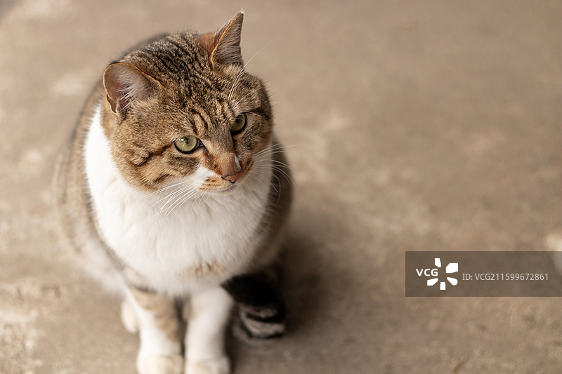 可爱的狸花猫特写镜头图片素材