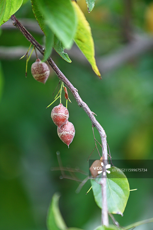 国家二级濒危保护植物秤锤树种子特写图片素材