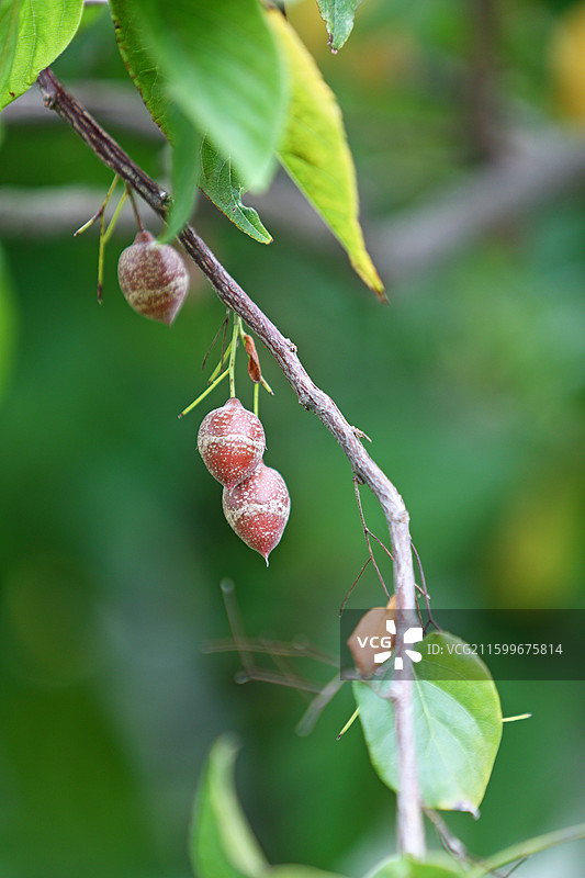 国家二级濒危保护植物秤锤树种子特写图片素材