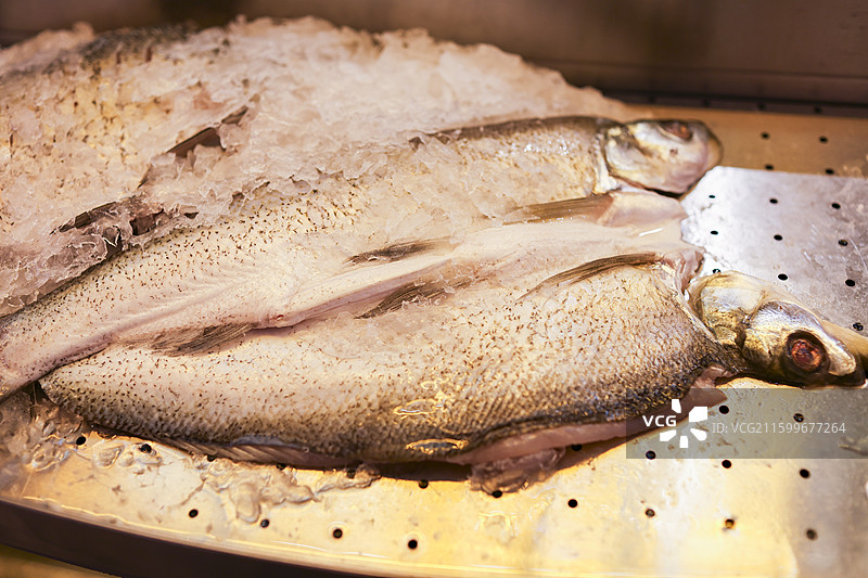 东北大白鱼翘嘴鲌图片素材