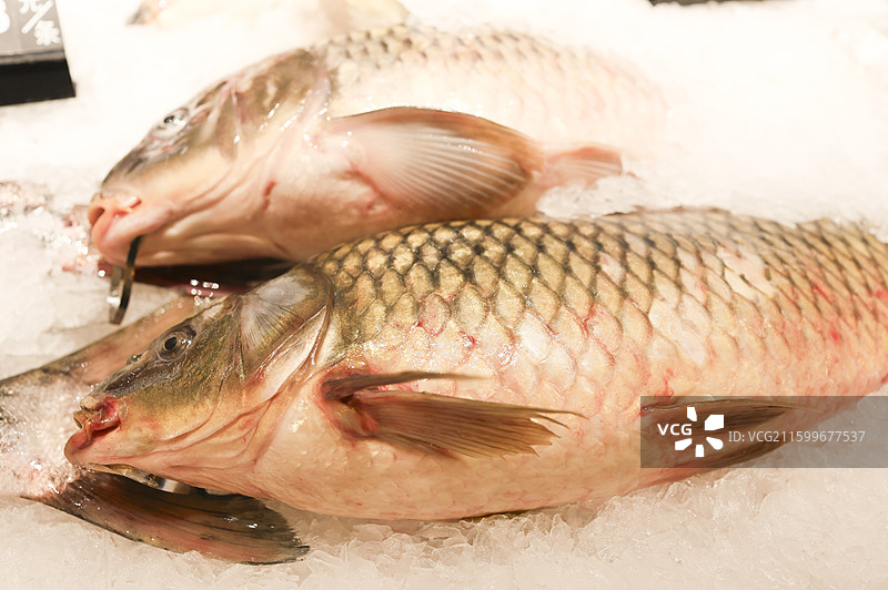 东北冷江鱼鲤鱼清江鱼雅罗鱼大白鱼等组图图片素材