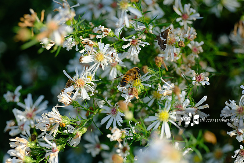石家庄植物园。野菊花。柳叶白菀。清新柏树小花风景背景图。壁纸图片素材