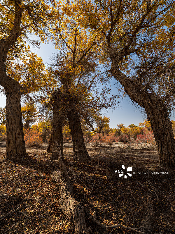 新疆巴州尉犁县塔里木胡杨林公园秋天胡杨图片素材