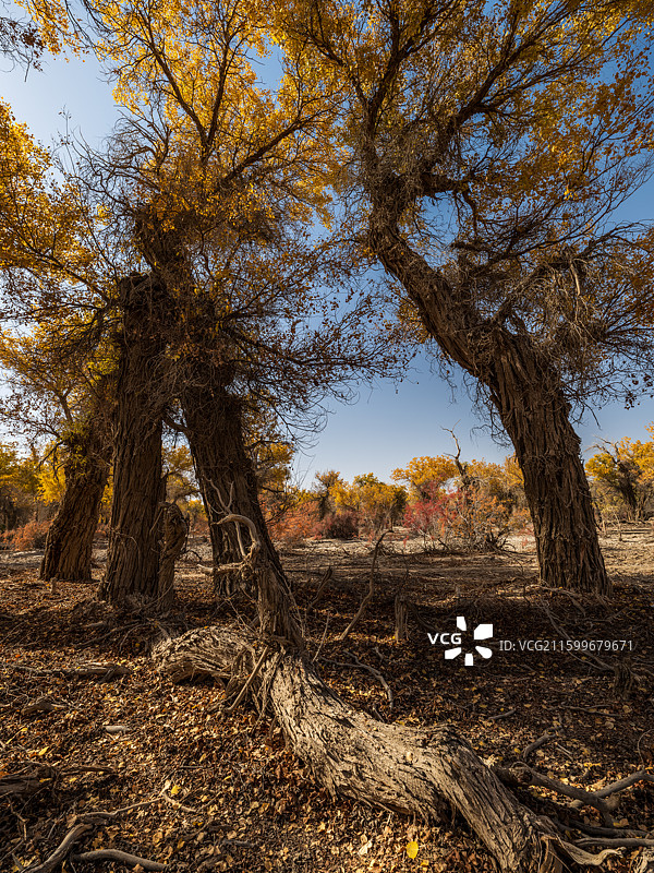 新疆巴州尉犁县塔里木胡杨林公园秋天胡杨图片素材
