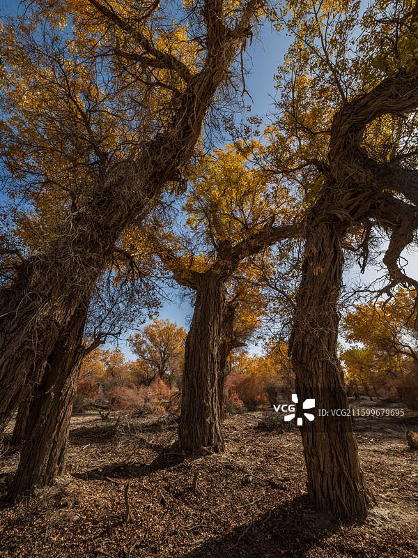 新疆巴州尉犁县塔里木胡杨林公园秋天胡杨图片素材