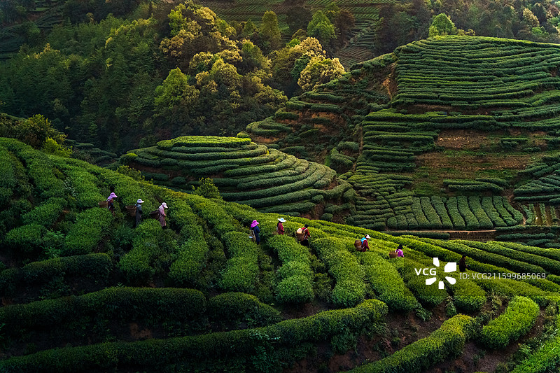 名山大指纹茶山图片素材