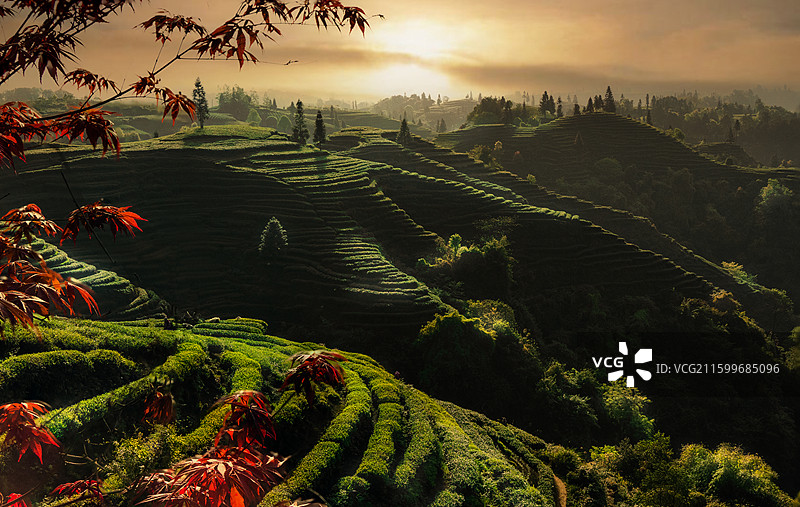 名山大指纹茶山图片素材