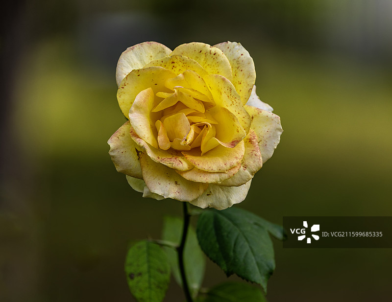 北平秋天里黄色玫瑰花rose图片素材