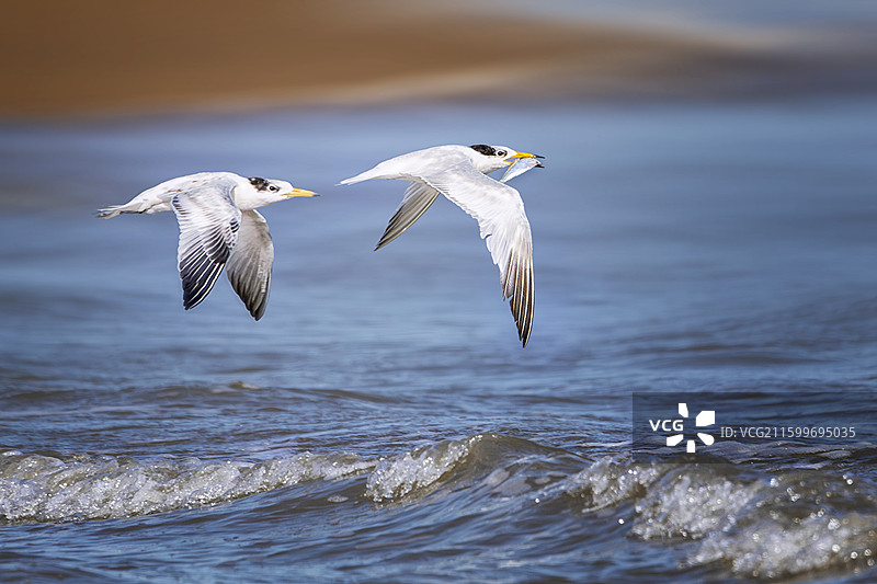 飞跃海面上的中华凤头燕鸥图片素材