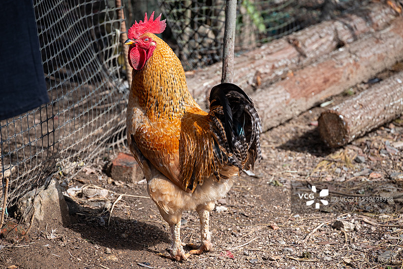湖北孝感农村的散养母鸡、公鸡特写图片素材