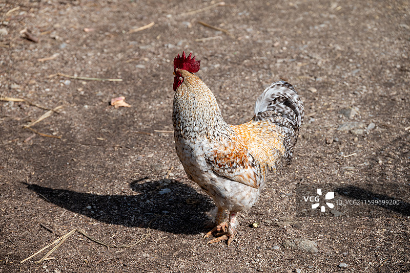 湖北孝感农村的散养母鸡、公鸡特写图片素材