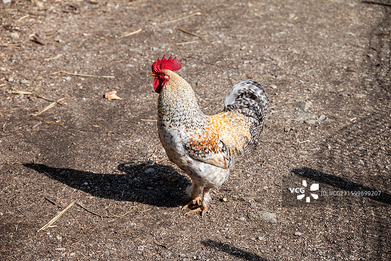 湖北孝感农村的散养母鸡、公鸡特写图片素材
