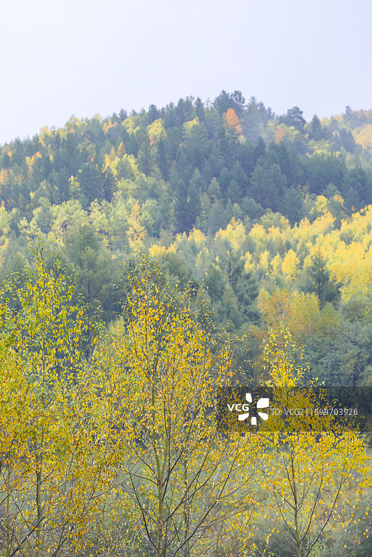 中国最冷小镇呼中镇呼玛河两岸秋天风光图片素材