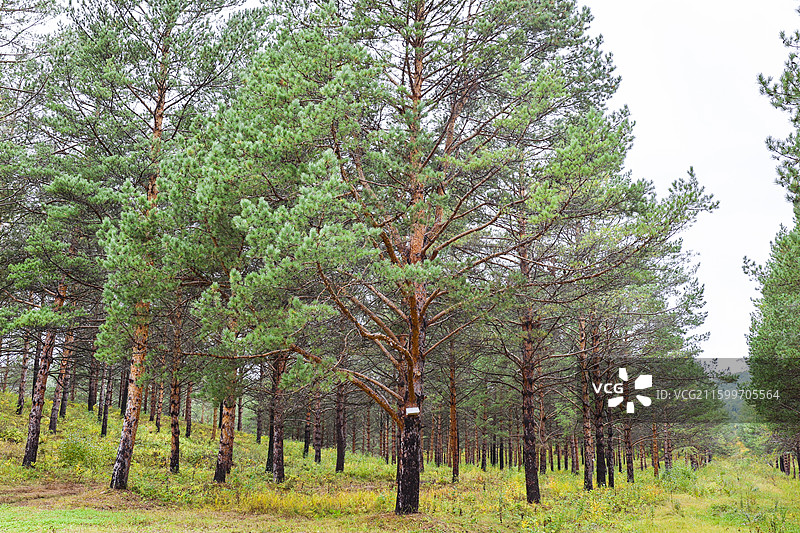 加格达奇林业局林木种子园森林基因宝库万亩种子园国家首批樟子松种子基因库组图图片素材