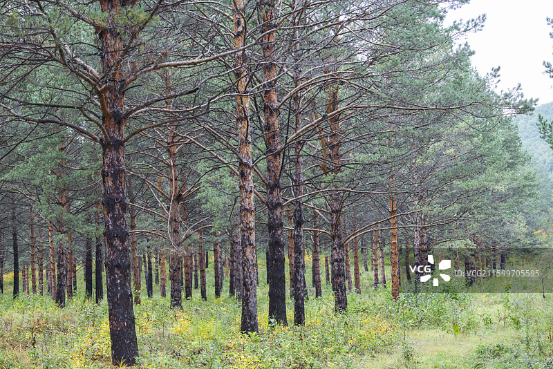 加格达奇林业局林木种子园森林基因宝库万亩种子园国家首批樟子松种子基因库组图图片素材