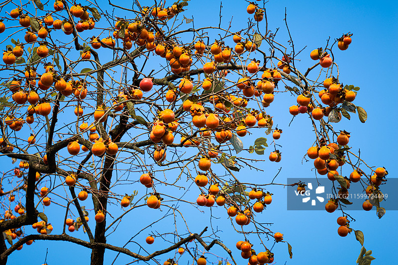 山野间日渐成熟的柿子树图片素材