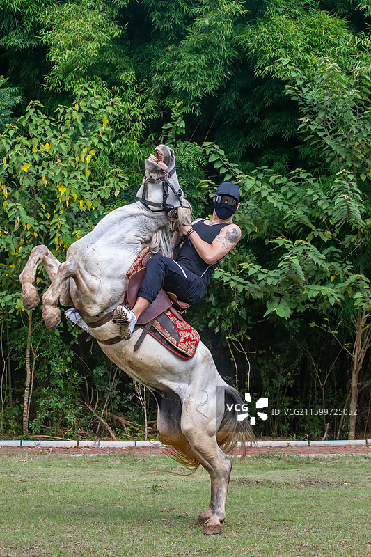 四川省绵阳市户外养殖的马，战马，骏马，军马，马匹，骑马图片素材