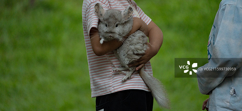 公园里小女孩手中抱着的宠物龙猫图片素材