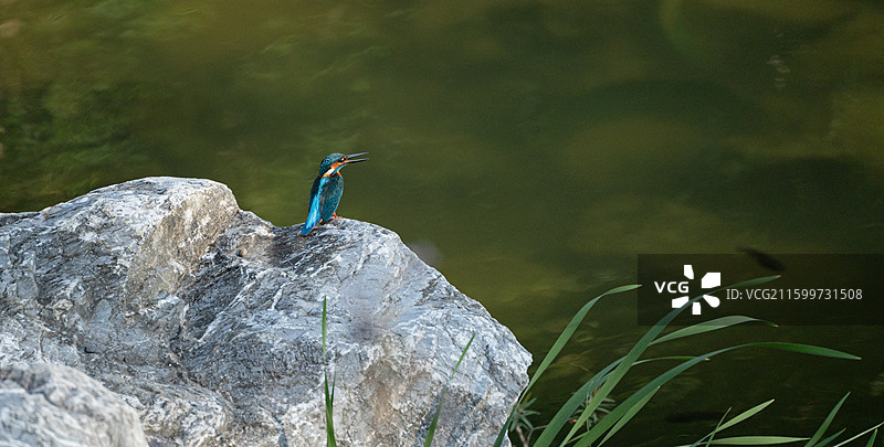 深圳洪湖公园里的翠鸟站在岩石上休息图片素材