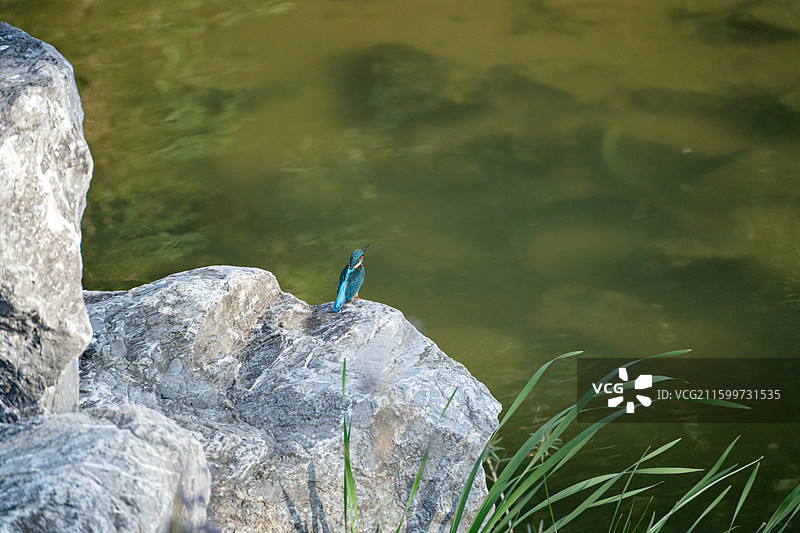深圳洪湖公园里的翠鸟站在岩石上休息图片素材