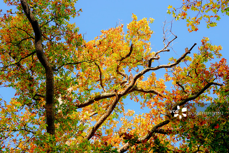 雷丁的秋意图片素材