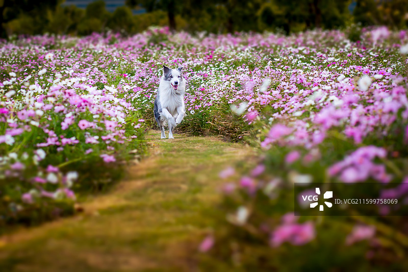 秋天在桑格花丛中奔跑的陨石色边境牧羊犬图片素材