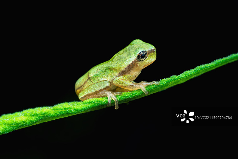 华西雨蛙图片素材