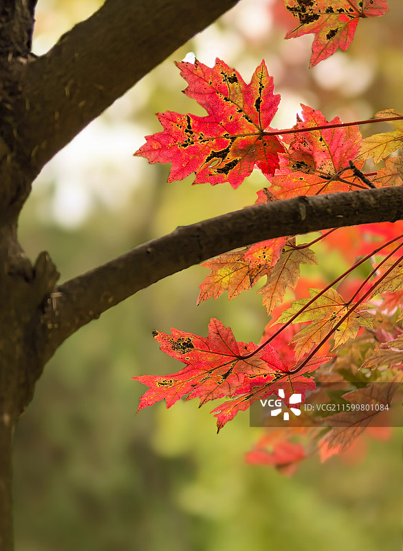 霜叶红于二月花图片素材