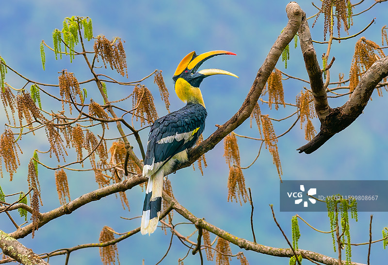 双角犀鸟图片素材